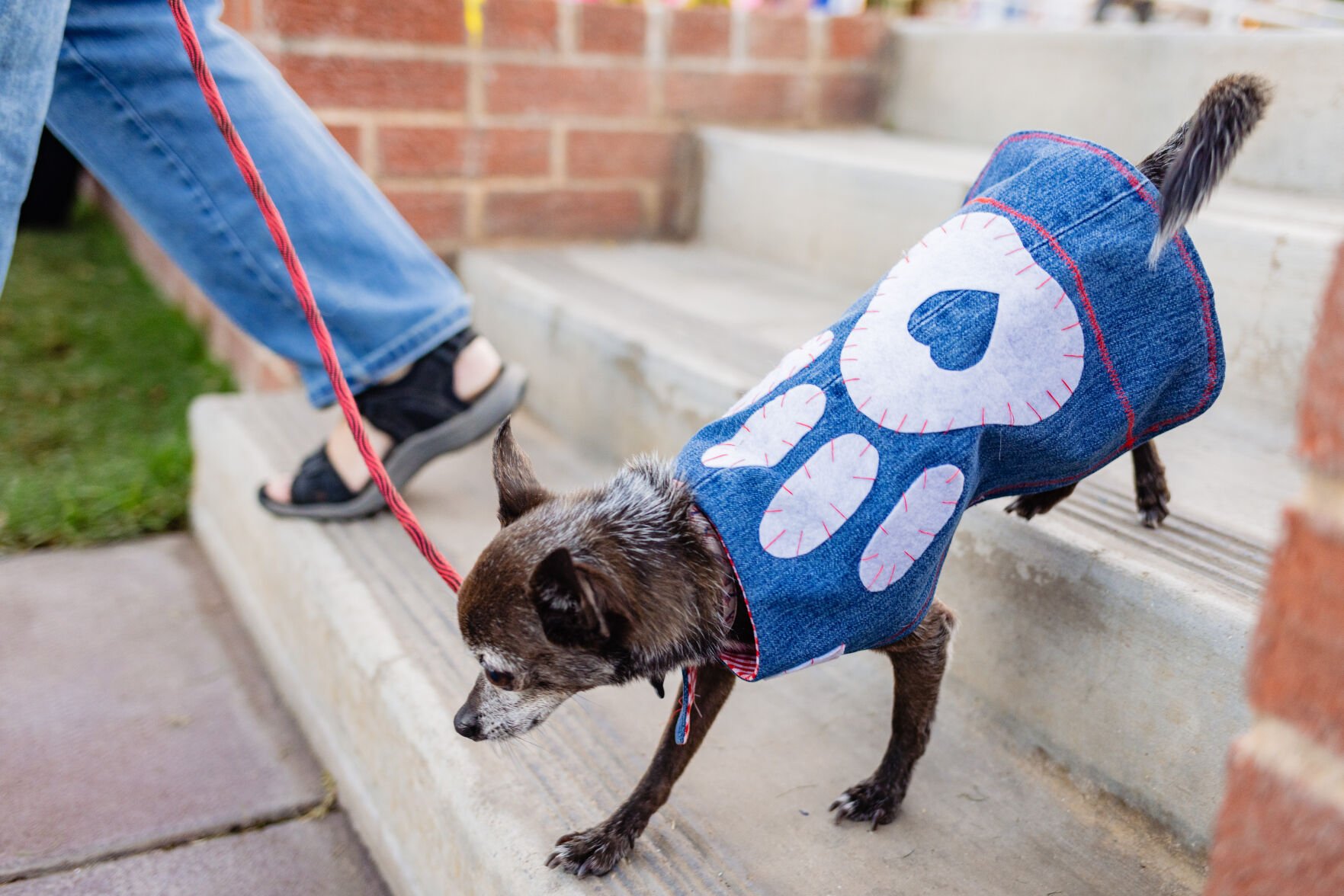 Dogs 'n Denim